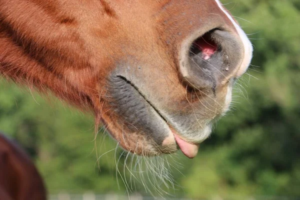 Gros Plan Bouche Avec Langue Cheval Quart Brun Sur Paddock — Photo