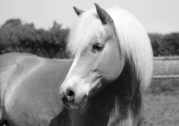 Schwarz Weiß Kopfporträt Eines Schönen Haflinger Pferdes Auf Der Koppel — Stockfoto