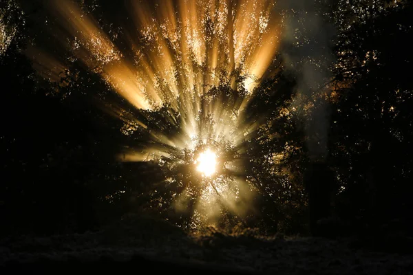 Sol Está Brilhando Atrás Árvore Floresta Início Manhã — Fotografia de Stock