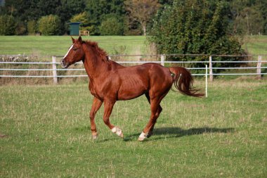Güzel kahverengi at çayırda koşuyor.