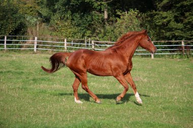 Güzel kahverengi at çayırda koşuyor.