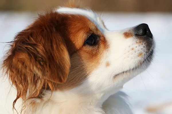 Porträtt Brun Och Vit Blandhund Snön — Stockfoto