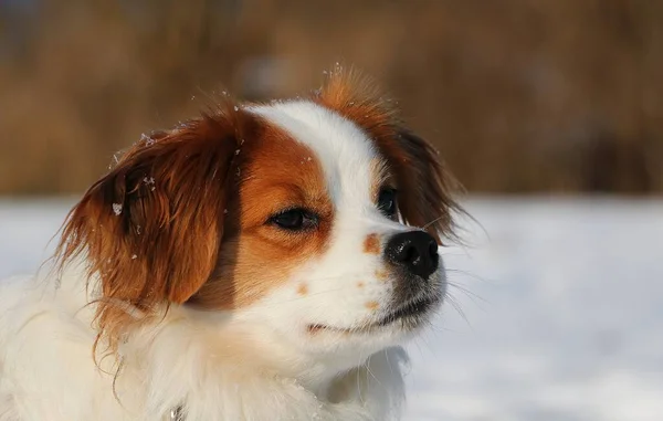 Potret Anjing Coklat Dan Putih Campuran Salju — Stok Foto