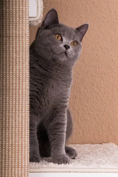 고양이의 아름다운 초상화 — 스톡 사진