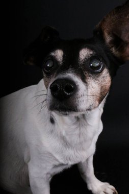 Komik, yaşlı Jack Russell Terrier kameraya bakıyor.