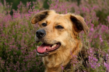 Bir fundalıkta güzel bir çoban kafası portresi.