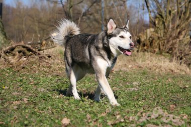 Güzel, küçük Husky bahçede yürüyor.