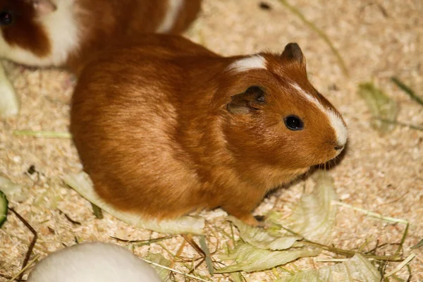 谷仓里的小棕色豚鼠 — 图库照片
