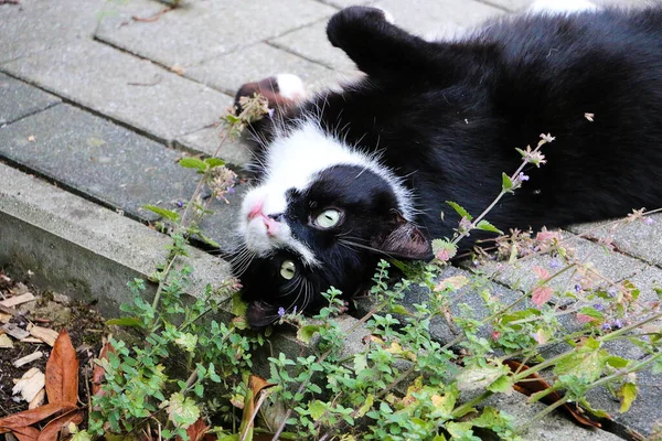 滑稽的黑白猫蜷缩在阳台上的花朵中 — 图库照片