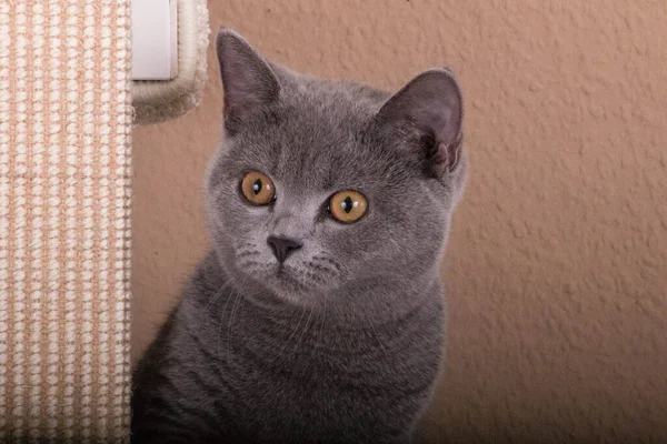 Beau Portrait Tête Chat Chartreux Gris — Photo