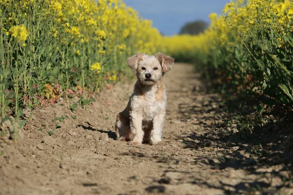Kleiner Brauner Mischlingshund Sitzt Auf Einem Feldweg Rapsfeld — Stockfoto