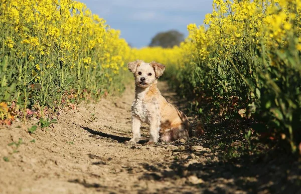 Pequeño Perro Mixto Marrón Está Sentado Una Pista Campo Semillas —  Fotos de Stock