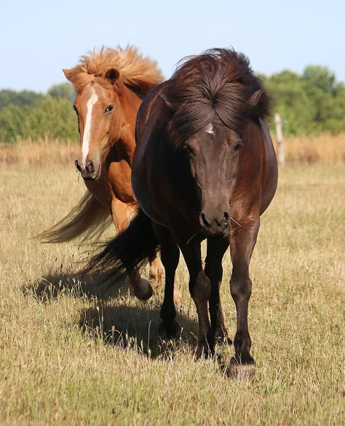 Two Icelandic Horses Running Paddock Sunshine — 스톡 사진