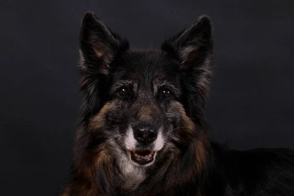 Κοντινό Πορτραίτο Ενός Γερμανού Ποιμενικού Σκύλου Στο Σκοτεινό Στούντιο — Φωτογραφία Αρχείου