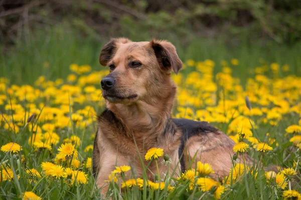 Όμορφη Μικτή Βοσκός Σκυλί Βρίσκεται Ένα Πεδίο Κίτρινο Πικραλίδες Στο — Φωτογραφία Αρχείου