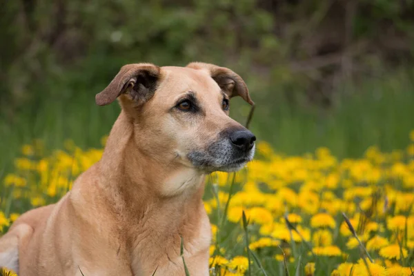 Όμορφη Καφέ Μικτή Βοσκός Σκυλί Βρίσκεται Ένα Πεδίο Κίτρινο Πικραλίδες — Φωτογραφία Αρχείου