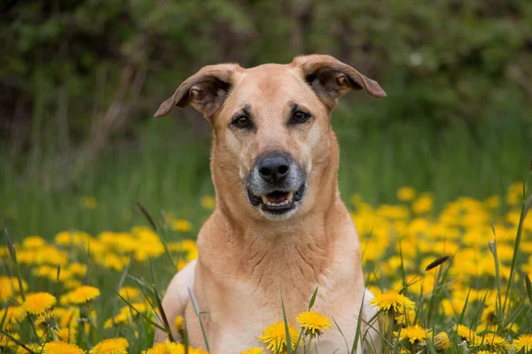Beautiful Brown Mixed Shepherd Dog Lying Field Yellow Dandelions —  Fotos de Stock