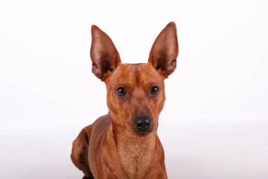 Beyaz stüdyodaki küçük bir pinscher 'ın güzel kafa portresi.