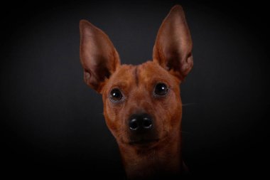 Karanlık stüdyodaki küçük kahverengi bir pinscher 'ın portresini kapat.