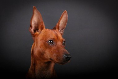 Karanlık stüdyodaki küçük kahverengi bir pinscher 'ın portresini kapat.