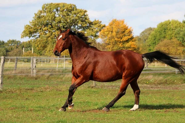 Brown Quarto Cavalo Está Correndo Paddock — Fotografia de Stock