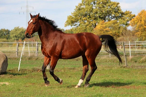 Marrón Cuarto Caballo Está Corriendo Paddock —  Fotos de Stock