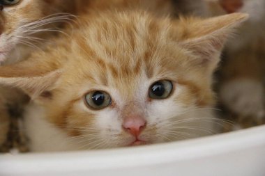 Korkmuş küçük kırmızı beyaz bir kediye yaklaş.