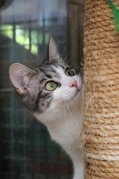 close up of a small kitten is looking up on tehe scratching post