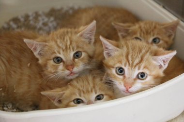 4 'e yakın küçük utangaç kırmızı kedi yavrusu bir kumlukta yatıyor.