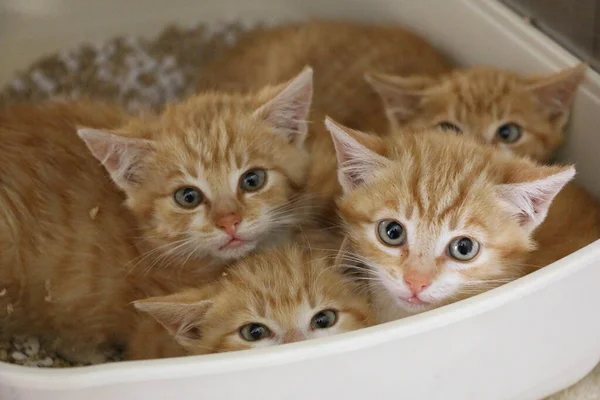 Gros Plan Petits Chatons Rouges Timides Sont Couchés Dans Une Images De Stock Libres De Droits