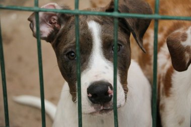 Güzel bir kafa portresi. Barınağın arkasındaki çitin arkasında renkli bir köpek yavrusundan.