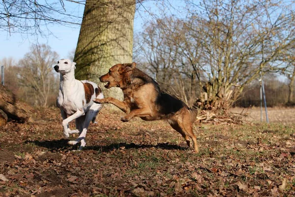 Två Blandade Hundar Springer Tillsammans Parken — Stockfoto