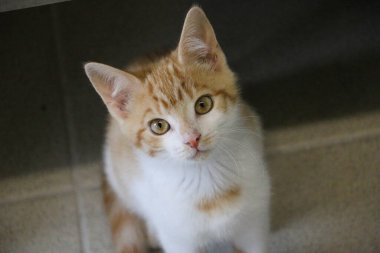 Güzel küçük kırmızı ve beyaz kedi yavrusu yerde oturuyor ve kameraya bakıyor.