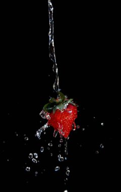 Kırmızı çilekler, siyah arka planda bol miktarda suyla sulanır.