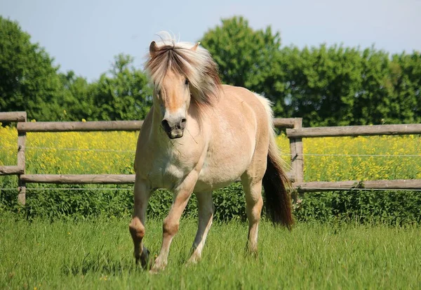 Красивая Лошадь Фьорда Бежит Загону Солнышке — стоковое фото