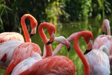 Vahşi doğadaki güzel pembe flamingoları kapatın.