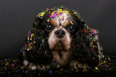 Üç renkli süvari kralı Charles Spaniel siyah bir stüdyoda renkli konfetilerle kaplandı.