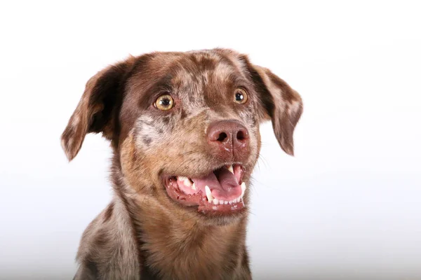 Schöne Red Merle Australischer Schäferhund Labrador Mischlingshund Kopf Portrait Mit — Stockfoto