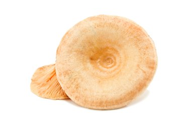 Lactarius onwhite