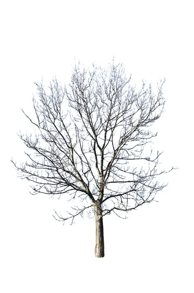 Bare tree — Stock Photo, Image