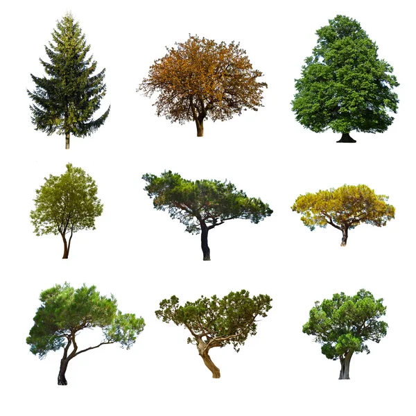 Summer trees