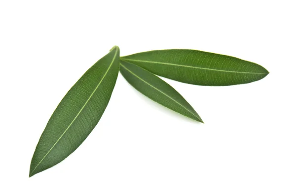 Liście oliwne — Zdjęcie stockowe
