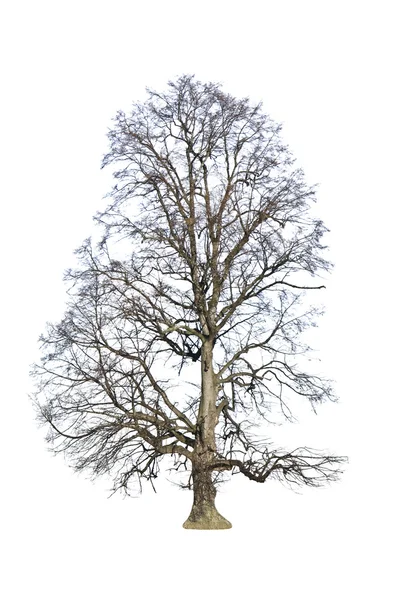 Árbol de otoño — Foto de Stock