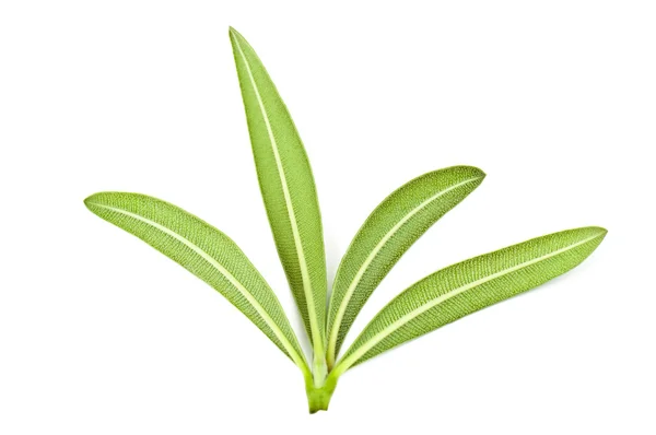 Green olive leaves — Stock Photo, Image