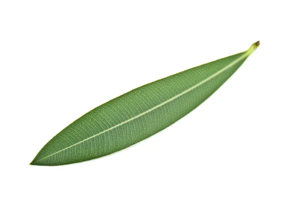 Olive leaf — Stock Photo, Image