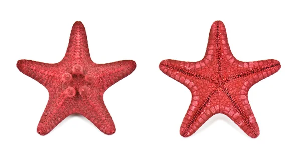 Sea stars — Stock Photo, Image