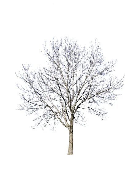 Tree without leaves — Stock Photo, Image