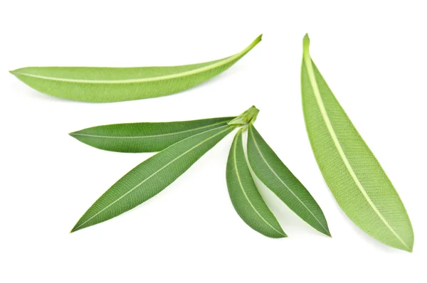 Green olive leaves — Stock Photo, Image