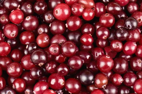 Cranberries — Stock Photo, Image