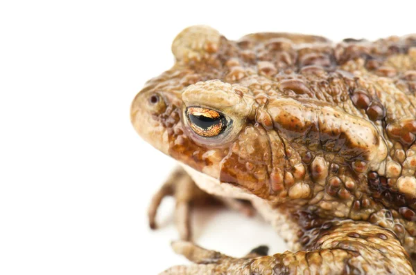 Sapo sobre blanco — Foto de Stock